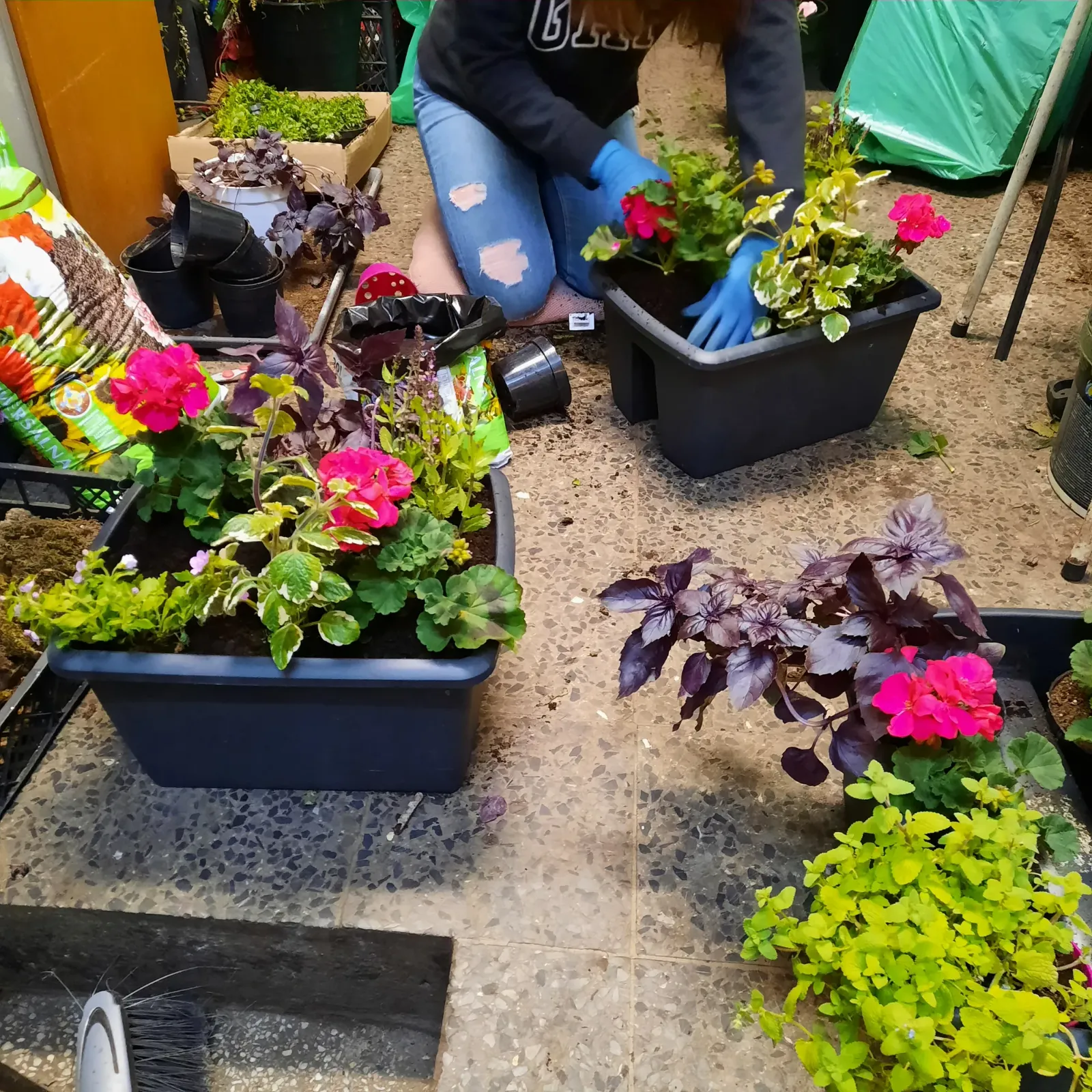 Obsadzanie skrzynek balkonowych pelargoniami - Wiosenna Pracownia Florystyczna, Kraków